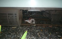 TP.HCM: Xe lửa cán chết người