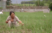 Khánh Hòa: "vỡ mộng" mùa kiệu tết