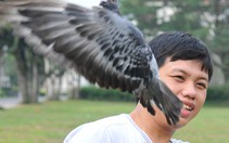 Đua bồ câu vì hòa bình