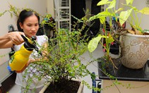 Thuê người giữ nhà đi chơi xuân