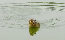 Rùa Hồ Gươm có tên trong danh sách các loài nguy cấp