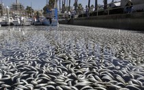 California: 1 triệu cá mòi chết ngạt