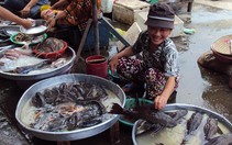 Cá lau kính lên bàn nhậu