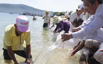 Thả sinh vật biển tái tạo nguồn lợi thủy sản