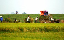 Mùa gặt