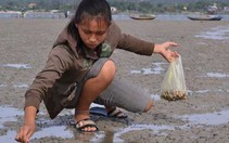Những hoa xương rồng trên cát