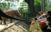 Chuyện cho voi ăn trong sở thú