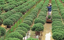 Họ đã chở mùa xuân đi