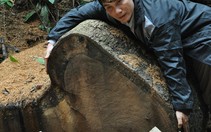 Băm nát rừng xanh