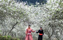 Hoa mận bừng nở trên "cao nguyên trắng"