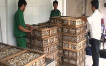 Bắt giữ xe tải chở 97.500 trứng cút "lậu"