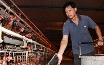 Tiếng thở than từ các trại gà