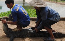Đã bắt hết toàn bộ cá sấu sổng chuồng