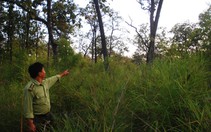 Dừng chuyển đổi rừng để làm thủy điện Đrăng Phốk
