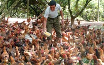 Gà đồi Yên Thế lo bị nhái