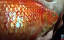 Cá vàng khổng lồ nặng 1,4kg
