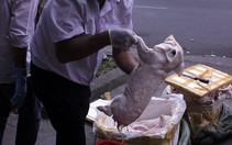 Có mẫu nhiễm heo tai xanh