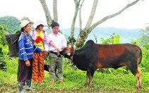 Làng tặng bò
