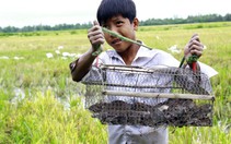 Săn chuột đồng