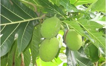 Tác dụng làm thuốc của cây Sa-kê