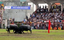 Hàng vạn người đội mưa dự hội chọi trâu Đồ Sơn