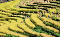 Ngắm ruộng bậc thang thượng du mùa lúa chín