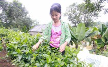 Chương trình "Vì ngày mai phát triển" lần thứ 361