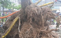 Nhiều cây xanh Hà Nội bị ngã đổ