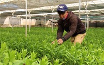 Hơn 2.000 hecta hoa cho thị trường Tết Nguyên đán