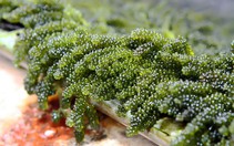 Rong biển có thể là vũ khí chống lại sự ấm dần của trái đất