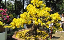 Mai vàng phương Nam