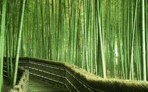 Để măng vững vàng thành tre