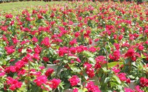 Nhộn nhịp chợ hoa Tết Bình Điền