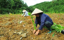 Tăng cường quản lý giống cây trồng lâm nghiệp