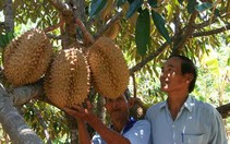 Bước vào thời điểm thu hoạch, sầu riêng được giá cao