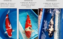 Cá Koi "khủng" của Việt Nam đạt giải nhất tại Malaysia