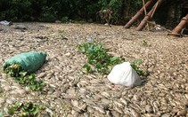 Cá chết nổi trắng sông Nhuệ, dân kêu trời vì hôi thối