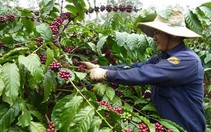 Người trồng chưa "mặn mà" với nguồn vốn tái canh cà phê
