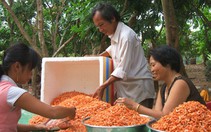 Đặc sản tôm khô Trà Vinh đứng trước nguy cơ "xóa sổ"