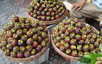 Giá măng cụt ở Bến Tre thấp nhất từ trước đến nay