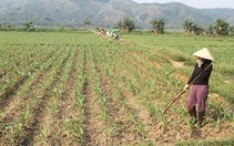 Bình Định cấp bách giải quyết nước sinh hoạt cho "vùng khát"