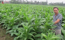 Cách chức trưởng phòng Nông nghiệp huyện Tiên Lãng