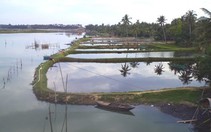 Sông Trường Giang ô nhiễm do nuôi tôm thẻ chân trắng
