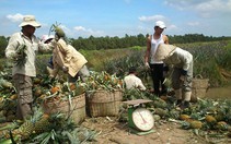Quả ổi, dứa ở đồng bằng sông Cửu Long tăng giá trở lại