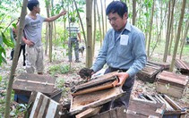 Ong mật không gây hại cho lúa!