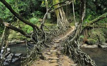 Đi trên những cây cầu kỳ lạ nhất thế giới