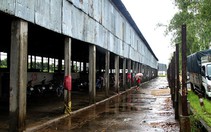 ​Sẽ chuyển Nông trường Sông Hậu thành công ty