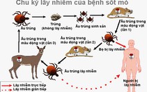 2 người chết vì sốt mò