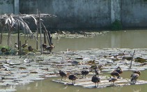 ​Nuôi đẻ chim trời