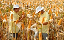 ​Công nhận an toàn sinh học thêm 2 giống ngô biến đổi gene